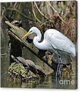 Great Egret In The Swamps Canvas Print