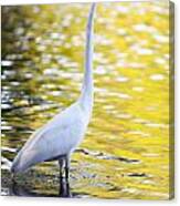 Great Egret On Green Canvas Print