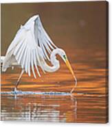 Great Egret Or Great White Heron -ardea Canvas Print