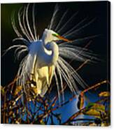 Great Egret With Breeding Plumage 1 Canvas Print