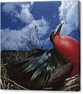 Great Frigatebird Male Courtship Canvas Print