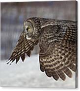 Great Grey Owl In Flight Canvas Print