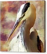 Great Heron Portrait Canvas Print