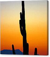 Great Horned Owl - Sunset Canvas Print