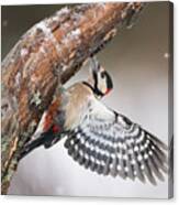 Great Spotted Woodpecker Male Sweden Canvas Print
