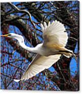 Great White Heron Islip New York Canvas Print
