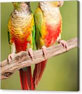 Green-cheeked Conure And Pineapple Canvas Print