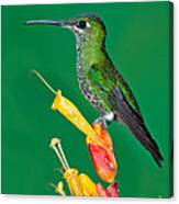 Green-crowned Brilliant Canvas Print