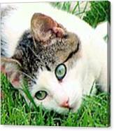 Green Eyed Cat Canvas Print