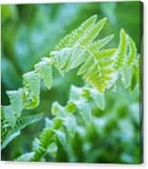 Green Fern Canvas Print