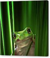 Green Frog Canvas Print