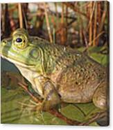 Green Frog Nova Scotia Canada Canvas Print