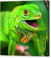 Green Iguana Canvas Print