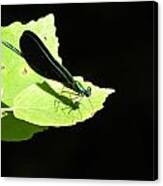 Green Insect On Green Leaf. Canvas Print