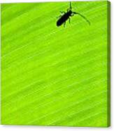 Green Leaf Background With A Bug Canvas Print