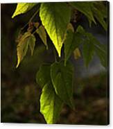 Green Leaves Canvas Print