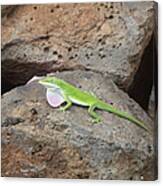 Green Lizard Canvas Print