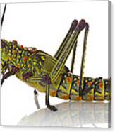 Green Milkweed Locust Gorongosa Canvas Print