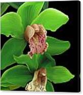 Green Orchids Canvas Print