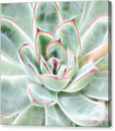 Green Pink Succulent Glow Canvas Print