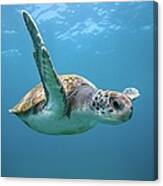 Green Sea Turtle In Canary Islands Canvas Print