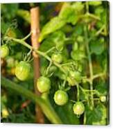 Green Tomatoes Canvas Print