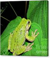 Green Tree Frog Canvas Print