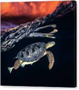 Green Turtle And Sunset - Sea Turtle Canvas Print