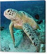 Green Turtle Resting On Reef Canvas Print