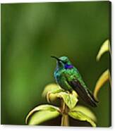 Green Violetear Hummingbird Canvas Print