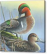 Green-winged Teal Ducks Canvas Print