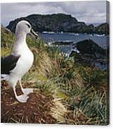 Grey-headed Albatross At Nest Chile Canvas Print