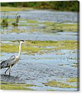 Grey Heron Ardea Cinerea Looking For Canvas Print