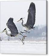 Grey Heron Pair Fighting Over Fish Canvas Print