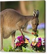 Grey Kangaroo Eating Graveyard Flowers Canvas Print