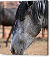 Grey Mare Canvas Print