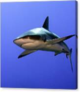Grey Reef Shark  (carcharhinus Amblyrhynchos) Canvas Print