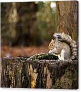 Grey Squirrel On A Stump Canvas Print