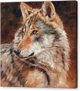 Grey Wolf Portrait Canvas Print