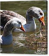 Greylag Geese 20130512_64 Canvas Print