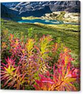 Grizzly Bear Fireweed Canvas Print