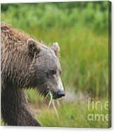 Brown Bear Katmai Alaska Eating Grass Canvas Print