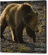 Grizzly Bear-signed-#4435 Canvas Print
