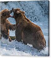 Grizzly Fight Canvas Print