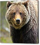 Grizzly Canvas Print