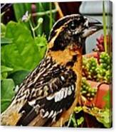 Grosbeak Profile Canvas Print