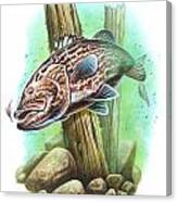 Grouper Fish Canvas Print