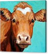 Guernsey Cow On Light Teal No Horns Canvas Print