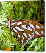 Good Morning Gulf Fritillary Butterfly Canvas Print