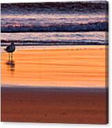 Gull And Sunrise Surf Canvas Print